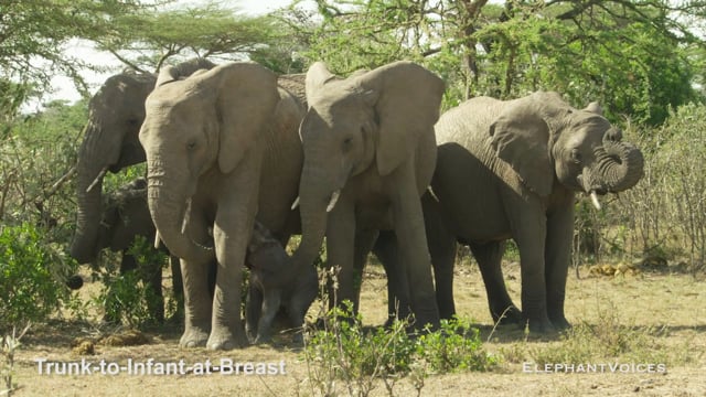 Trunk-to-Infant-at-Breast. Context: Calf Nourishment & Weaning (2)