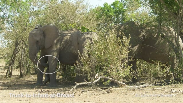 Trunk-to-Infant-at-Breast. Context: Calf Nourishment & Weaning (3)
