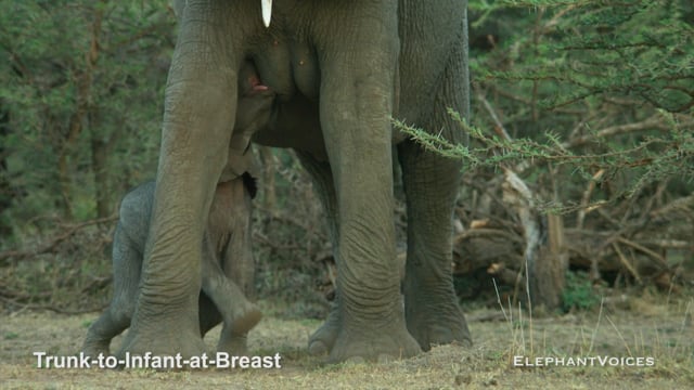 Trunk-to-Infant-at-Breast. Context: Calf Nourishment & Weaning (4)