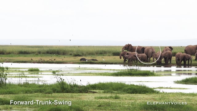 Forward-Trunk-Swing. Context: Attacking & Mobbing (4)