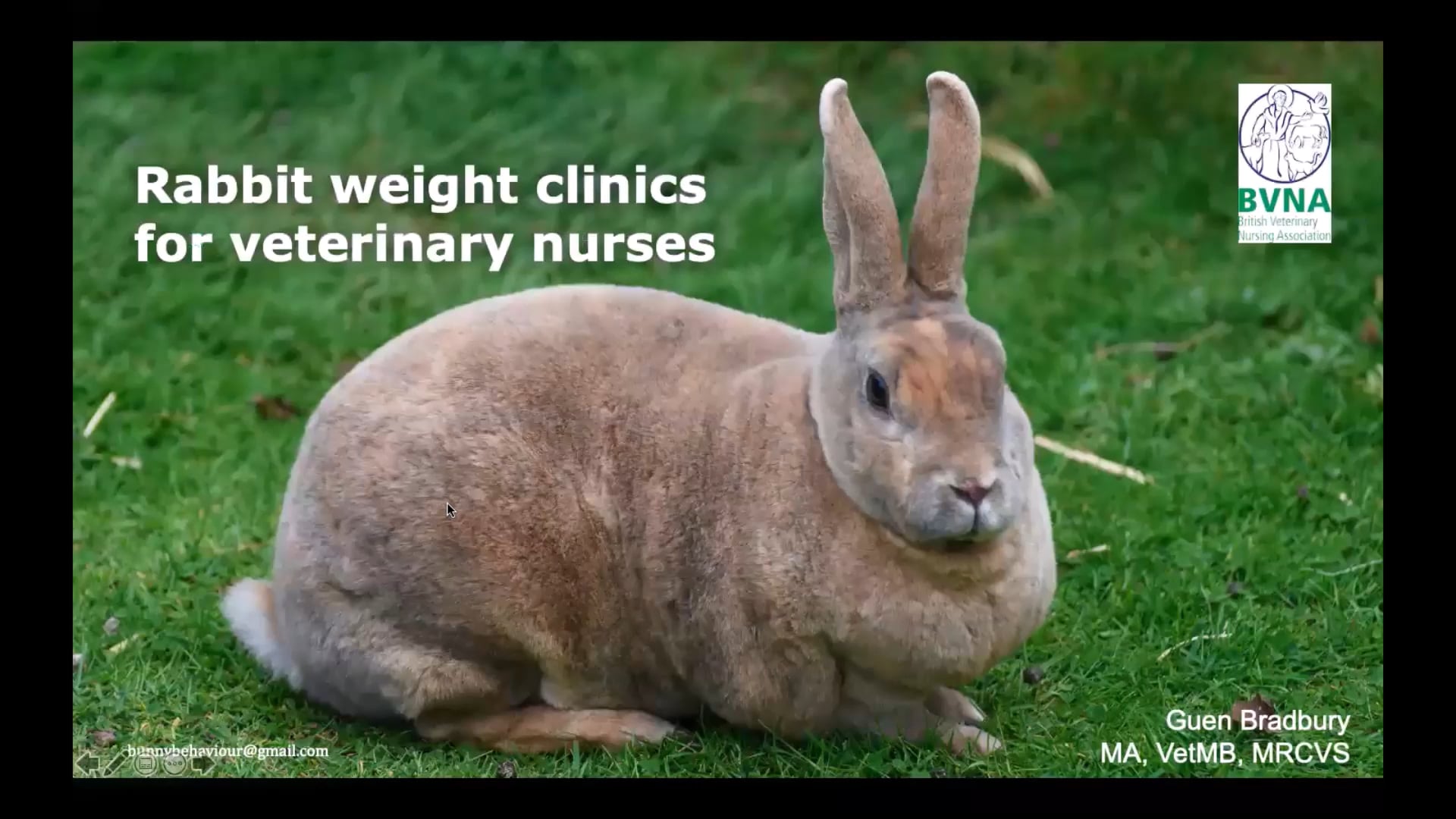 watch-rabbit-weight-clinics-for-veterinary-nurses-online-vimeo-on