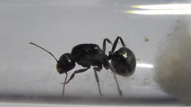 Ant, Messor, Barbarus. Free Stock Video - Pixabay