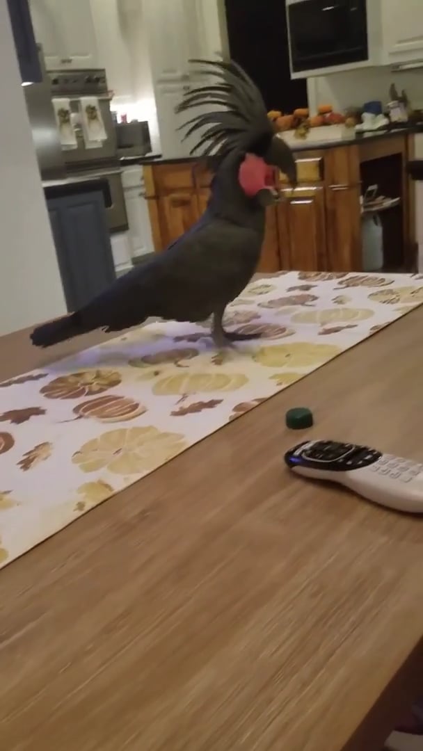 Parrot throws a tantrum on Vimeo