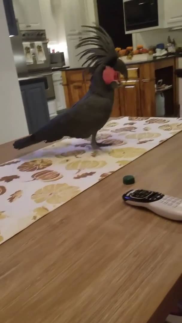 Parrot throws a tantrum on Vimeo