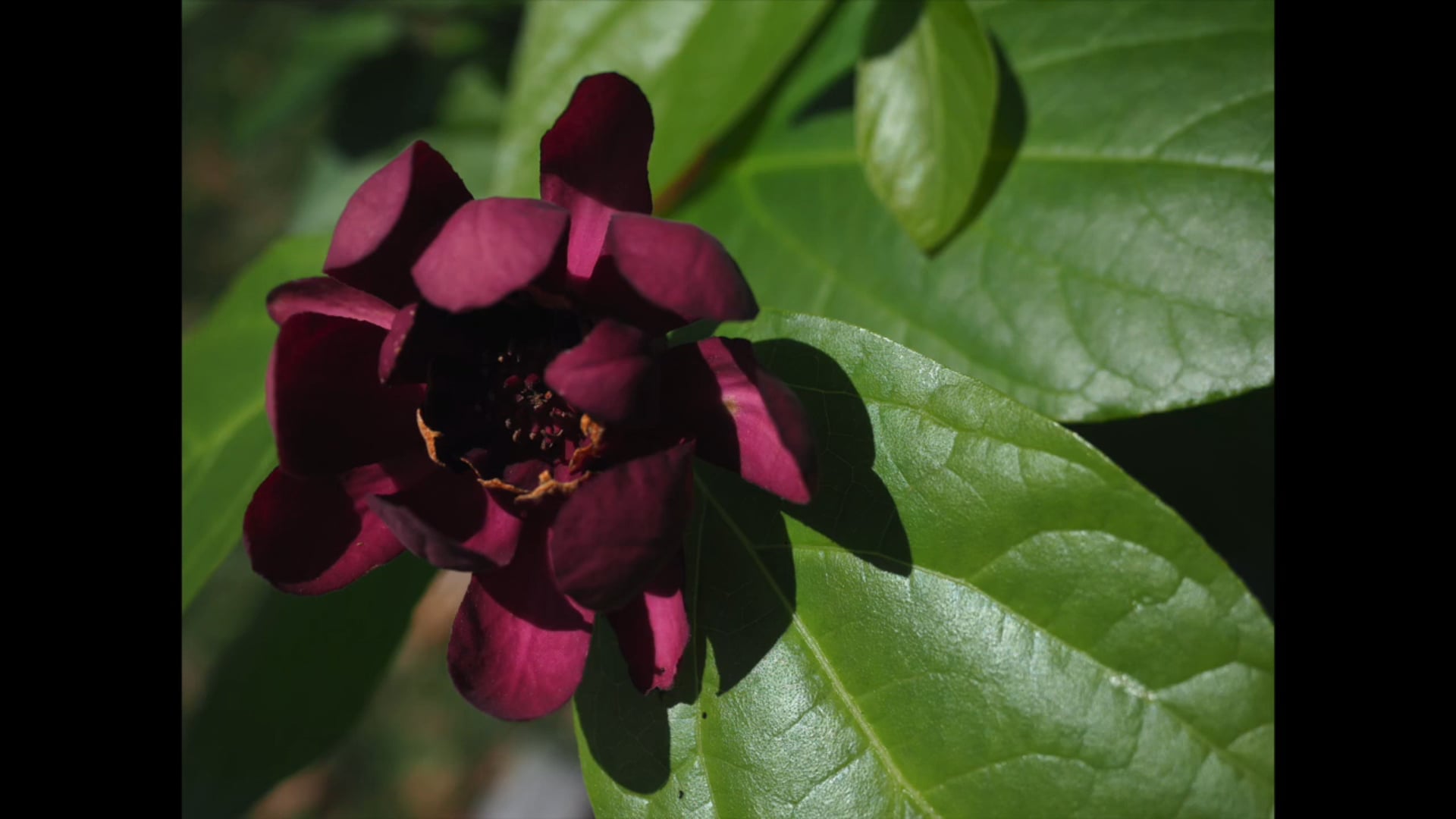 Carolina Sweetshrub - Spicebush