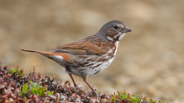 Fox Sparrow on Vimeo