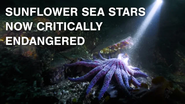 Sunflower sea stars certified as 'critically endangered' by