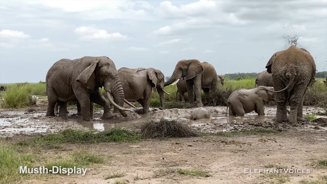 Musth-Display. Context: Advertisement & Attraction (2)
