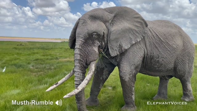 Musth-Rumble. Context: Advertisement & Attraction (18)