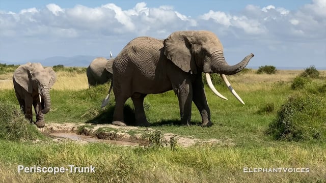Periscope-Trunk. Context: Advertisement & Attraction (2)