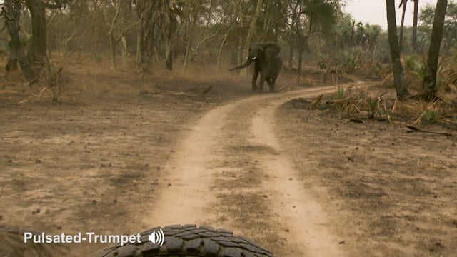 Pulsated-Trumpet. Context: Attacking & Mobbing (1)