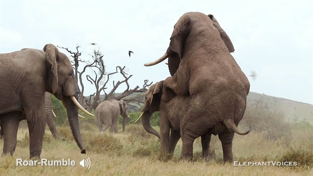 Roar-Rumble. Context: Advertisement & Attraction (1)