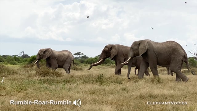 Rumble-Roar-Rumble. Context: Advertisement & Attraction (1)