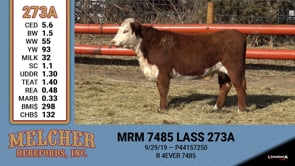 Lot #273 - MRM 2485 LASS 273A