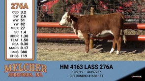 Lot #276 - HM 4163 LASS 276A