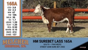 Lot #165 - HM SUREBET LASS 165A