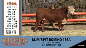 Lot #166 - MJM 789T DOMINO 166A