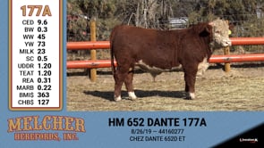 Lot #177 - HM 652 DANTE 177A