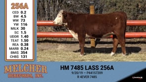 Lot #256 - HM 7485 LASS 256A