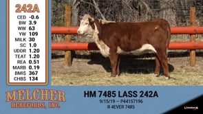 Lot #242 - HM 7485 LASS 242A