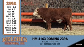 Lot #239 - HM 4163 DOMINO 239A