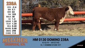 Lot #238 - HM 0130 DOMINO 238A