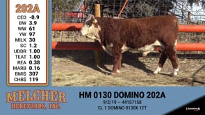 Lot #202 - HM 0130 DOMINO 202A