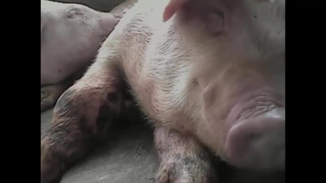 10 Shocking PETA Videos | PETA