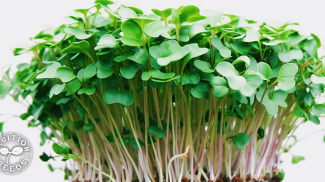 Small black scissor for cutting and harvesting sprouts and microgreens