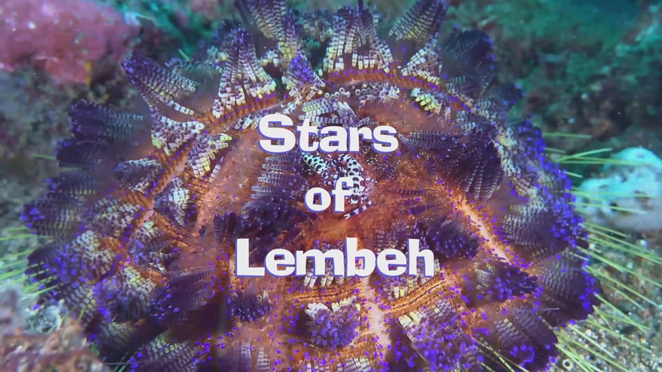 Stars of Lembeh