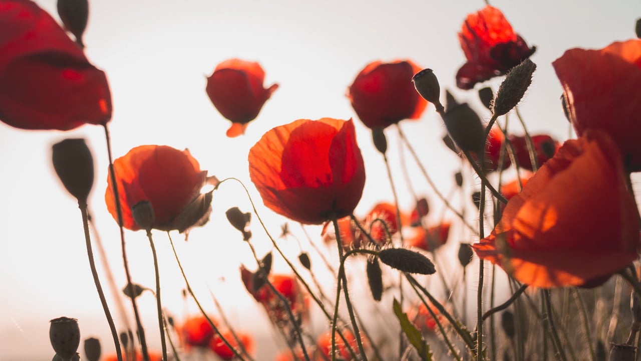 Jour 13. Gratitude matinale avec Christine Lepoitevin (7 min)