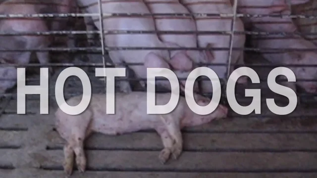 Oklahoma Pig Farm Abuse