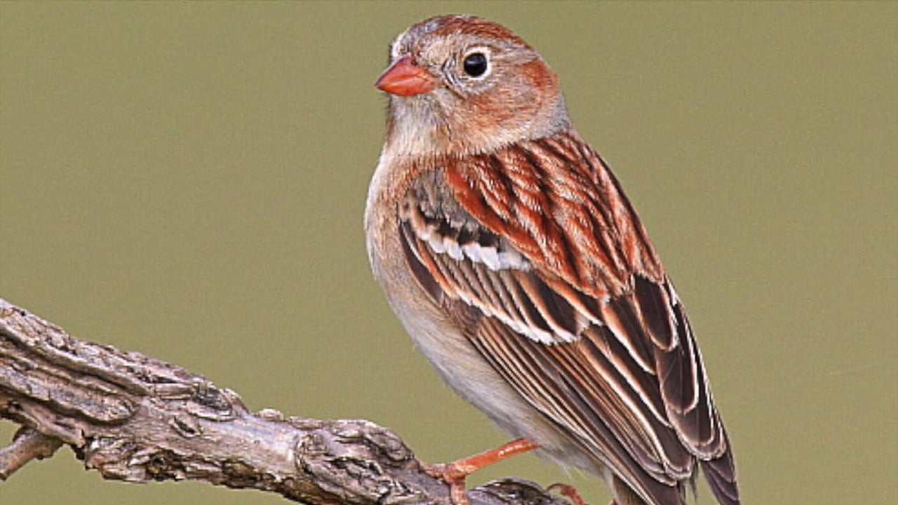 Field Sparrow on Vimeo