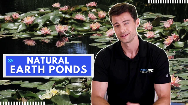 Natural Earth Bottom Ponds Things you should know and the best waterlilies with Matt