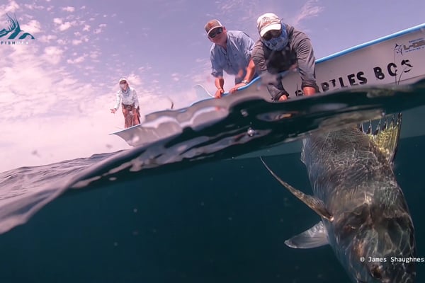 David's Roosterfish