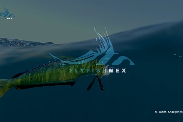 Dorado Underwater