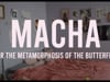 Macha (or the metamorphosis of the butterfly)