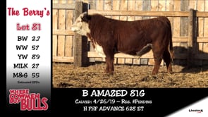 Lot #81 - B AMAZED 81G