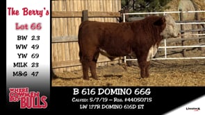 Lot #66 - B 616 DOMINO 66G