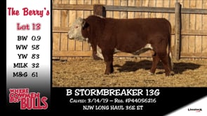 Lot #13 - B STORMBREAKER 13G