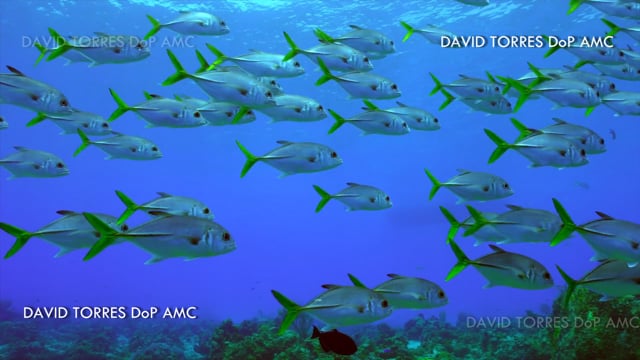 MARINE LIFE 1