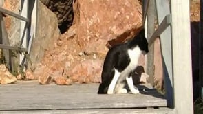 Els gats .. un problema al port de L'Escala