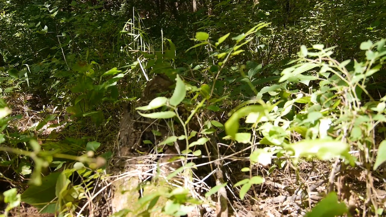 Celebrating Tribal Environmental Professionals: Yvette Wiley, a video by Mia Riddle 