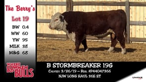 Lot #19 - B STORMBREAKER 19G