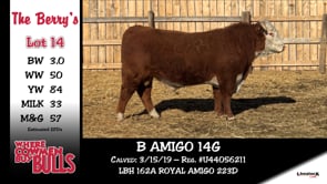 Lot #14 - B AMIGO 14G