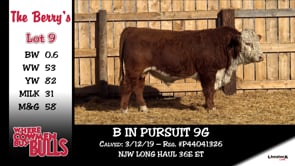 Lot #9 - B IN PURSUIT 9G