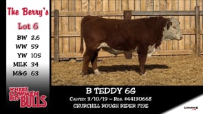 Lot #6 - B TEDDY 6G