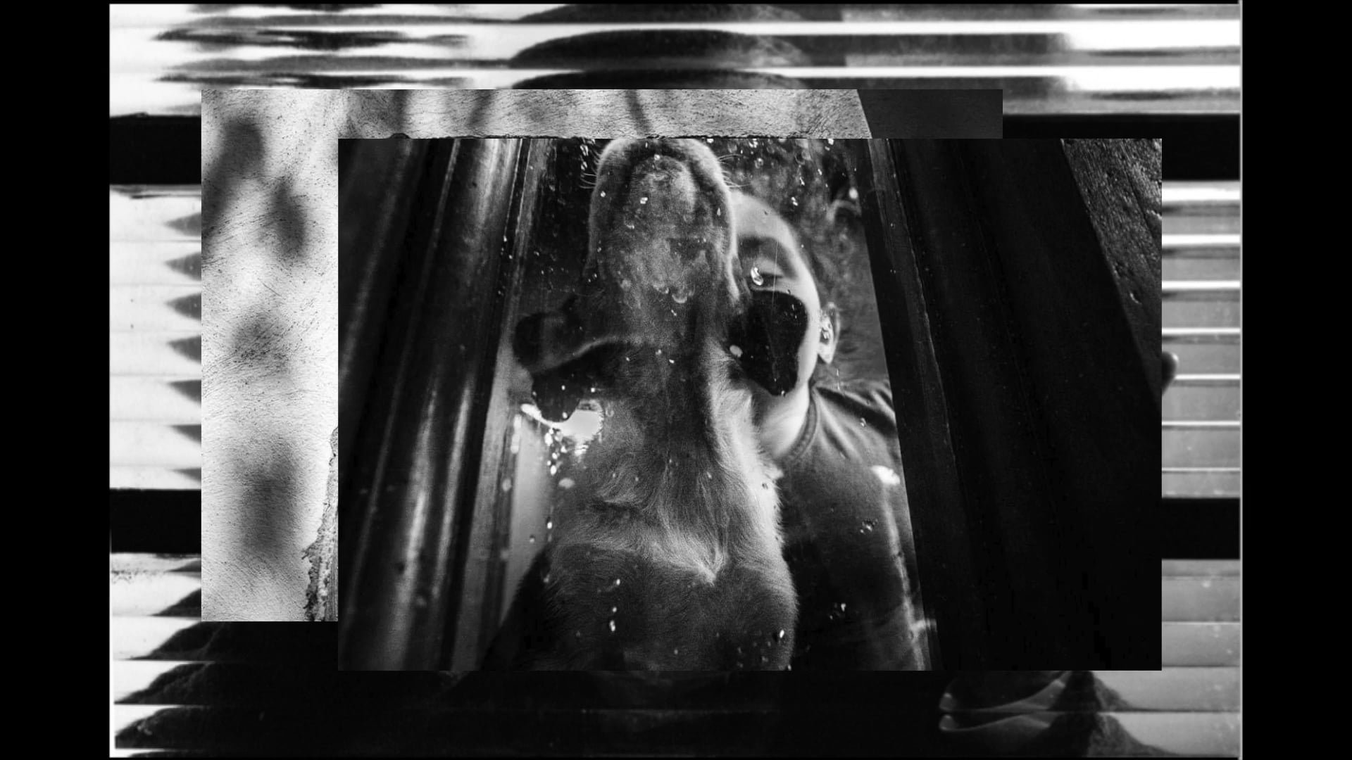 'Wild Dreams from a 2020 reality'  Slideshow Coletivo 