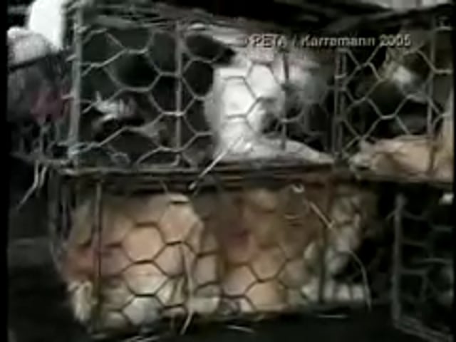 10 Shocking PETA Videos | PETA