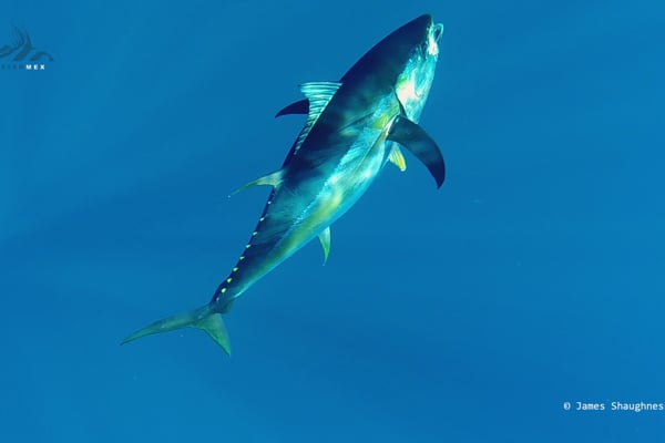 Yellowfin Tuna